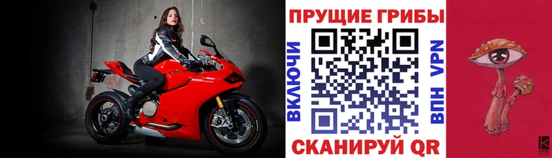 как найти   Балтийск  Галлюциногенные грибы Psilocybine cubensis 